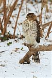 Cooper's Hawk